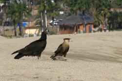 Caracara and vulture contemplate who might get the porcupine fish carcass on the beach before them.